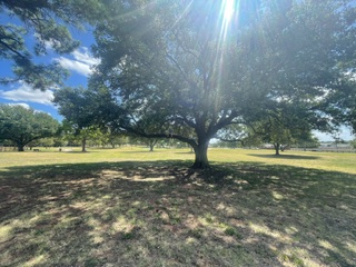 Kids in the live oak tree