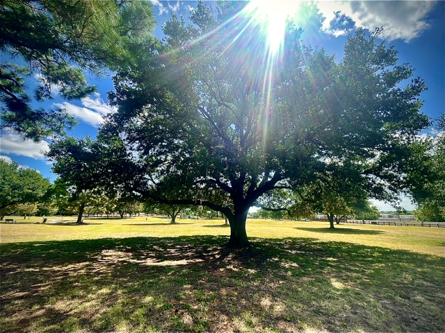 The live oak tree — always the symbol