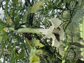 Angel's Trumpet — sacred plant used in dream work by the Kamëntsá people